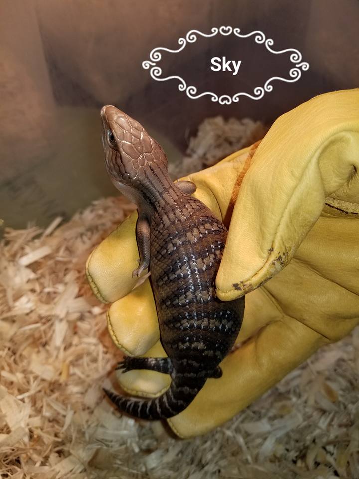 Babies Available