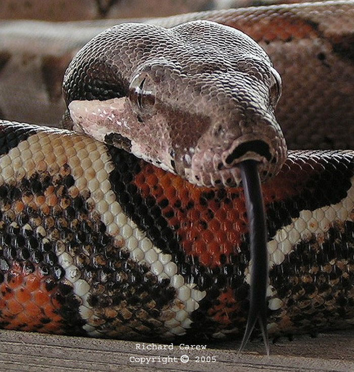 Babies tongue shot