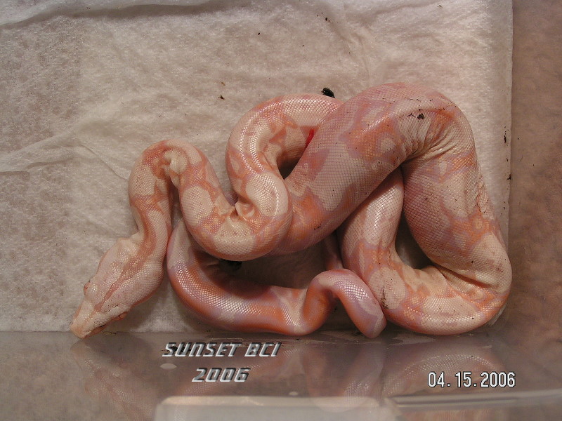 Baby #3