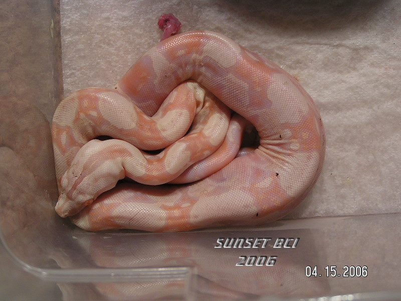 Baby #8