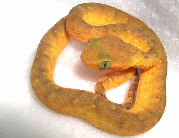 baby African Bush Viper