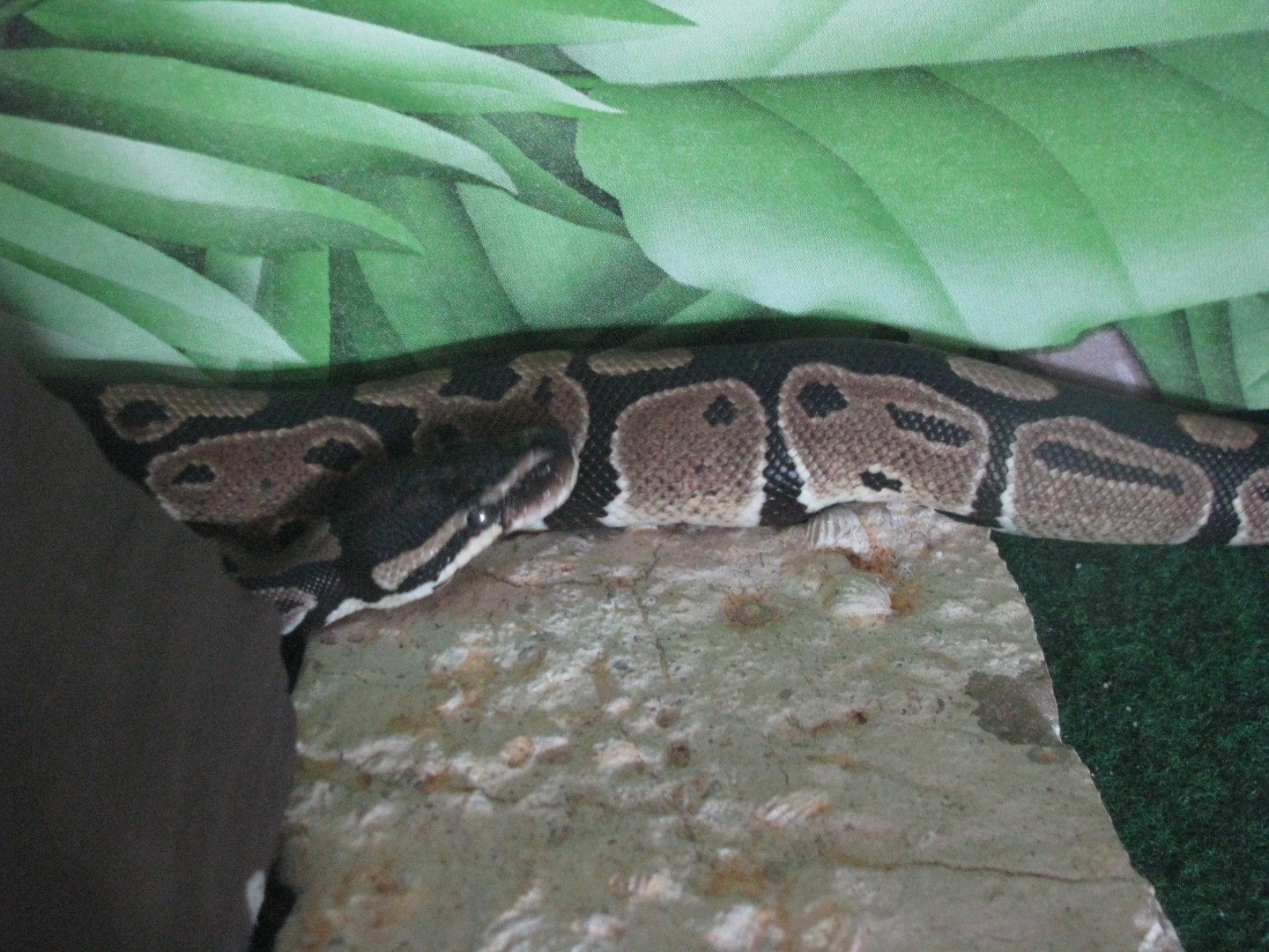 baby ball python 2