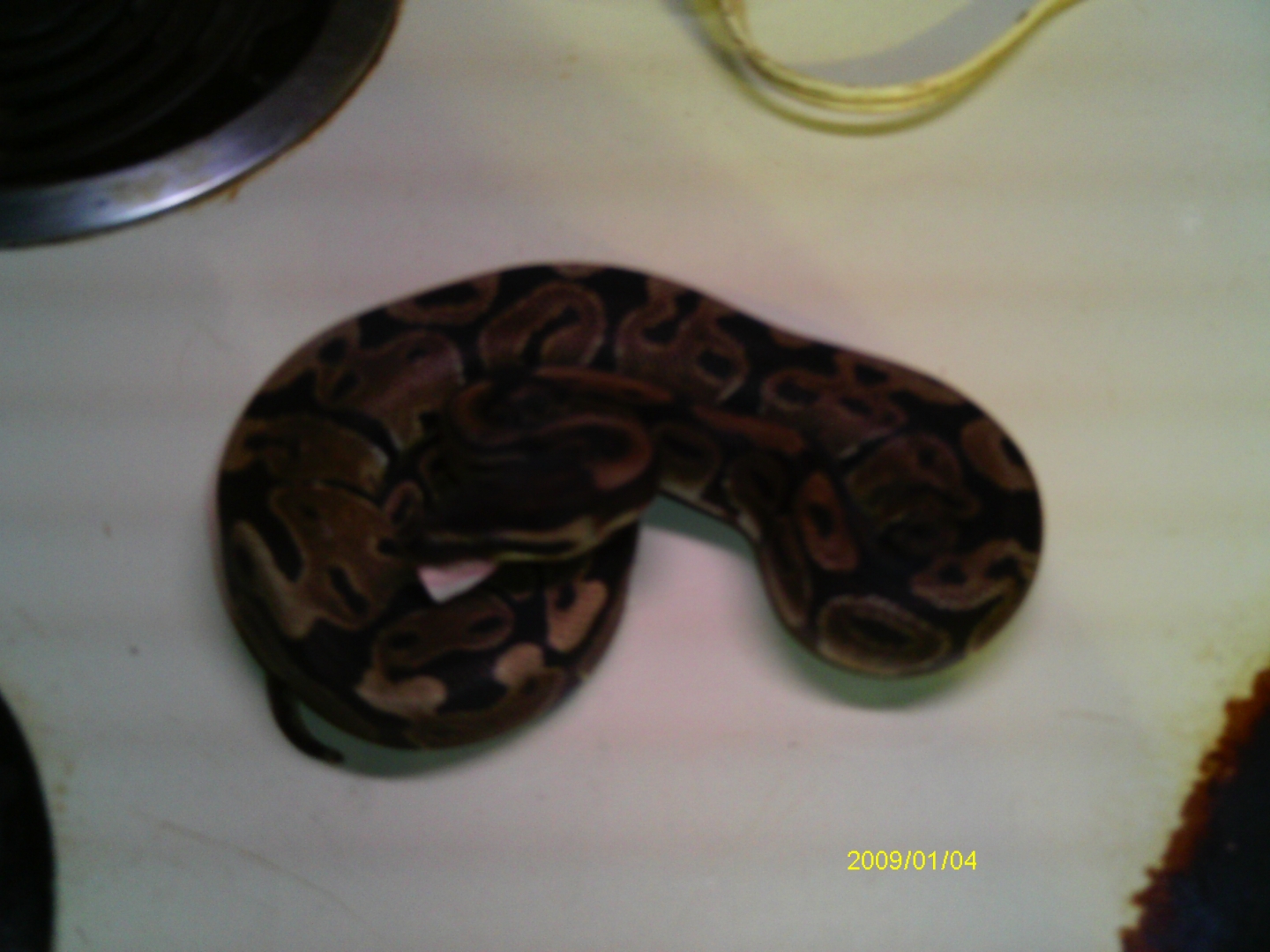 Baby ball python