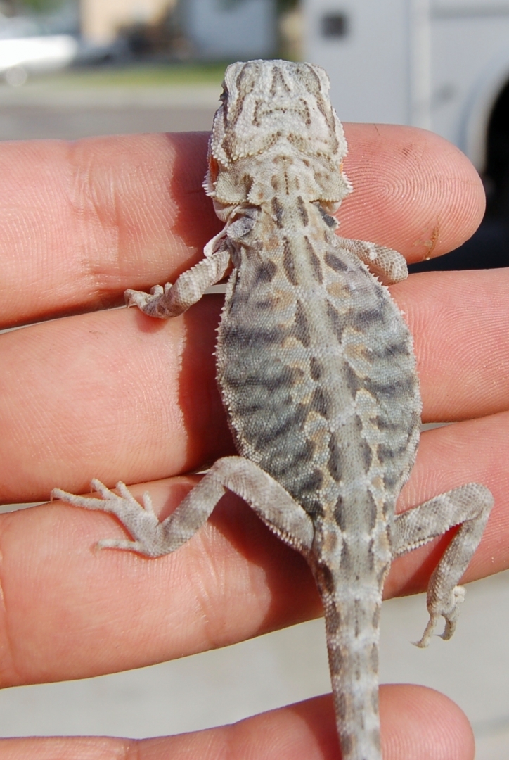 Baby Bearded Dragons