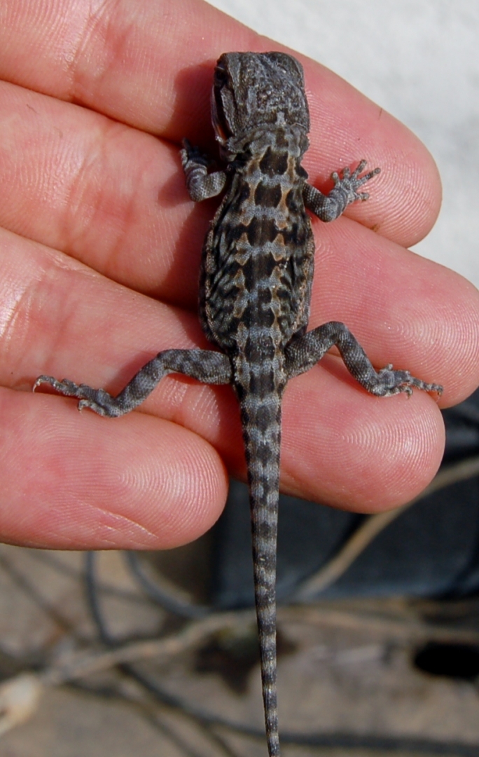Baby Bearded Dragons