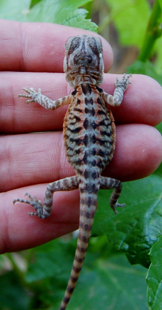 Baby Bearded Dragons