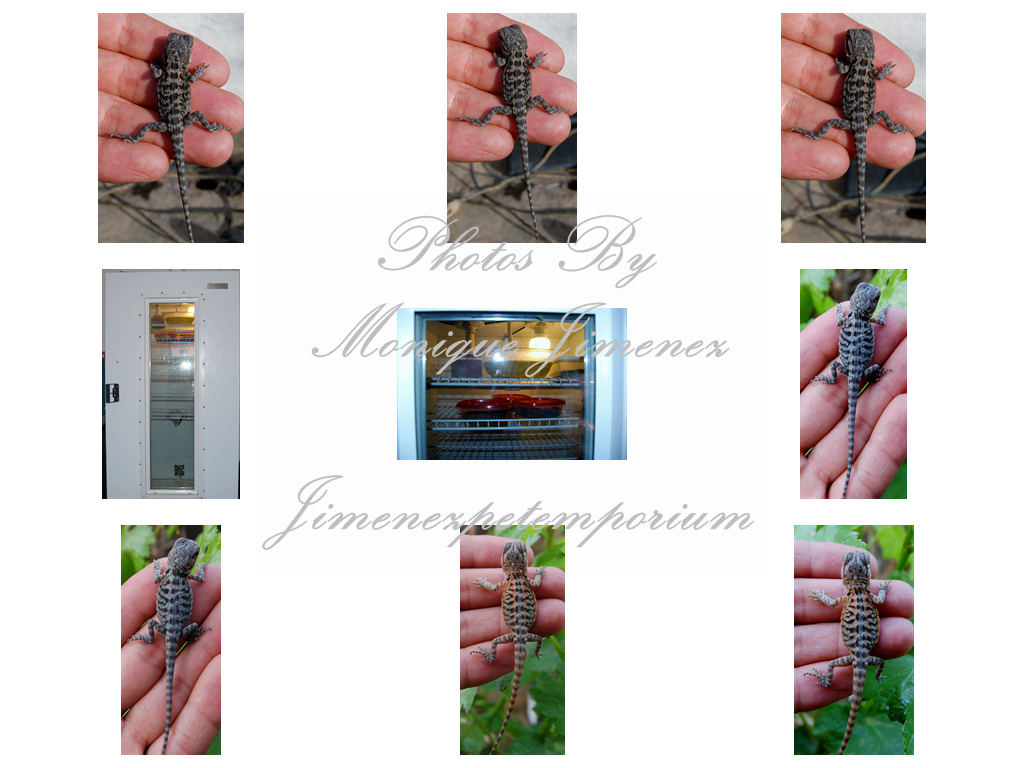 Baby Bearded Dragons