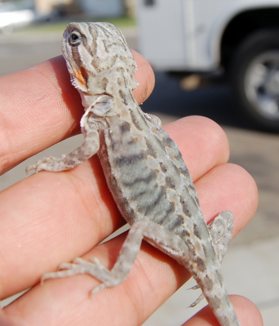 Baby Bearded Dragons