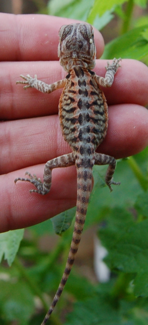Baby Bearded Dragons