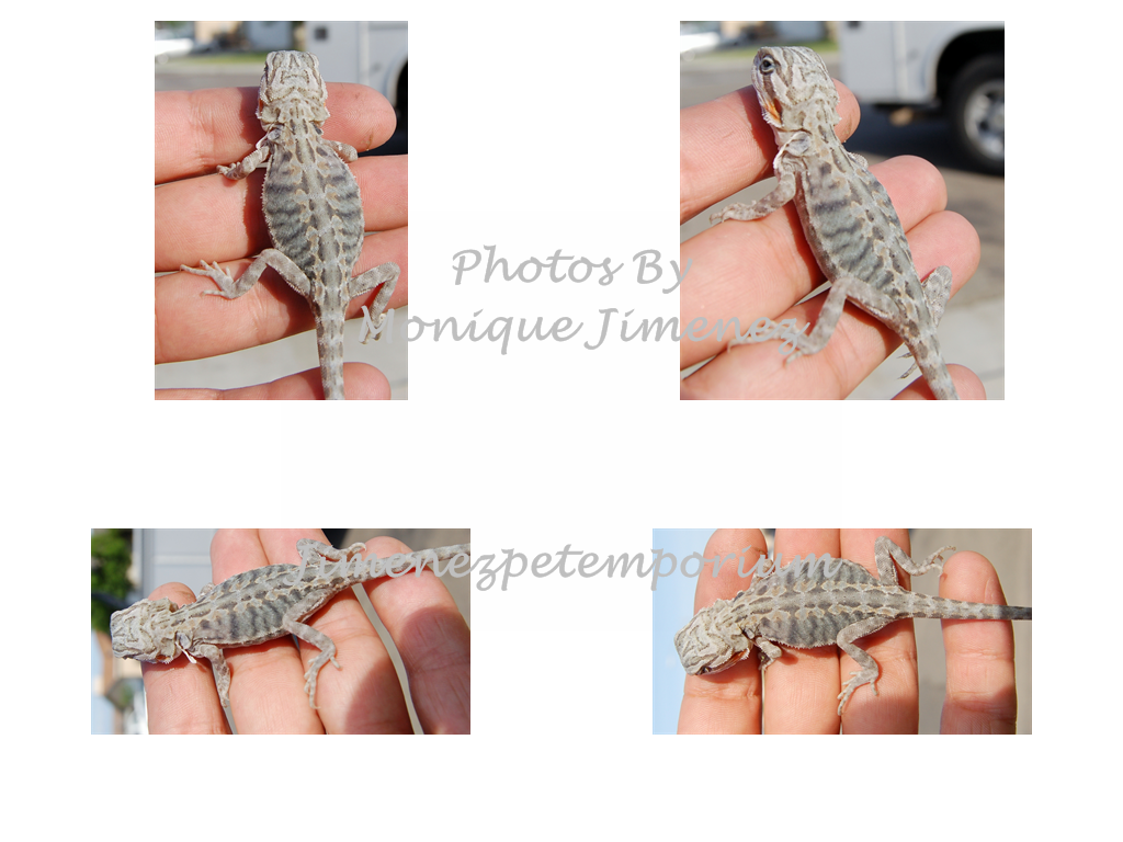 Baby Bearded Dragons