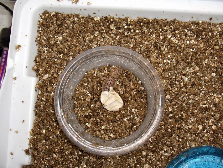 Baby Beardie Pipping