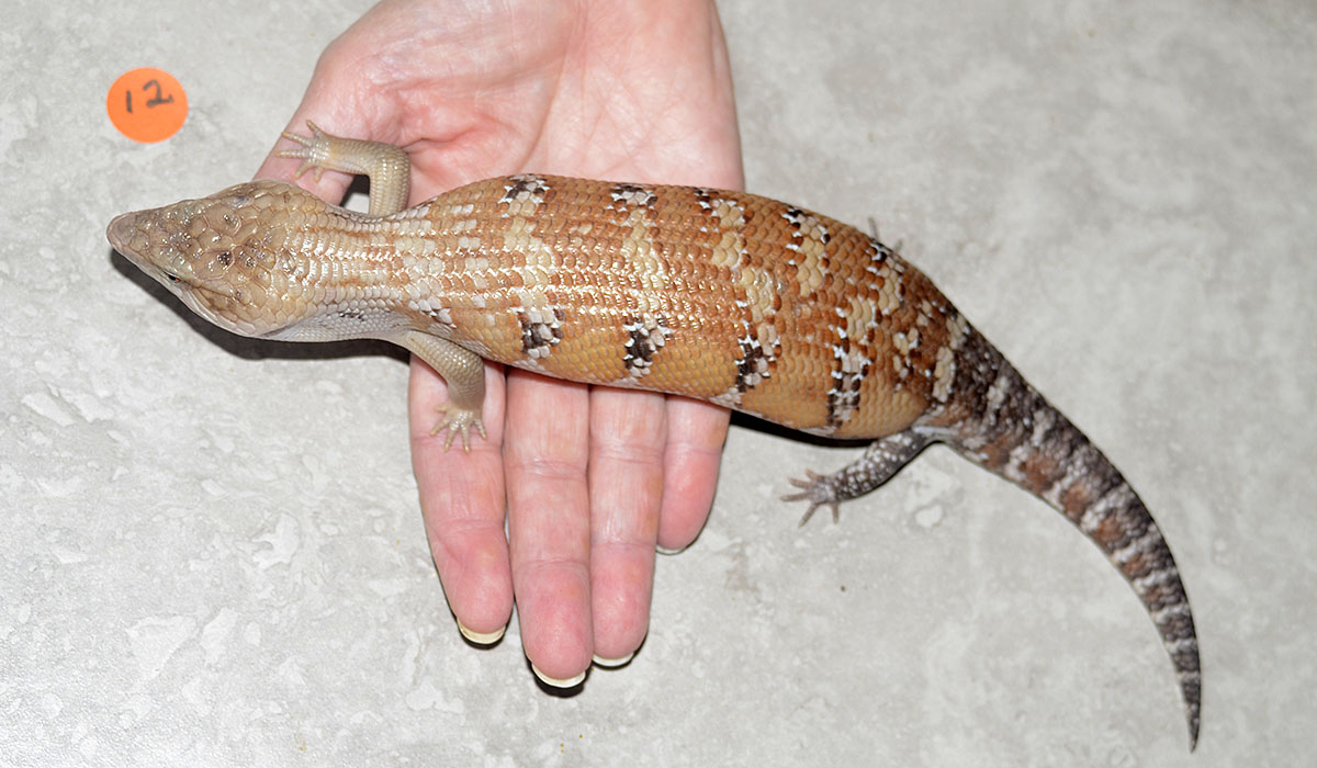Baby blue tongue skink
