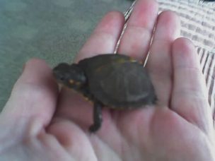 baby box turtle