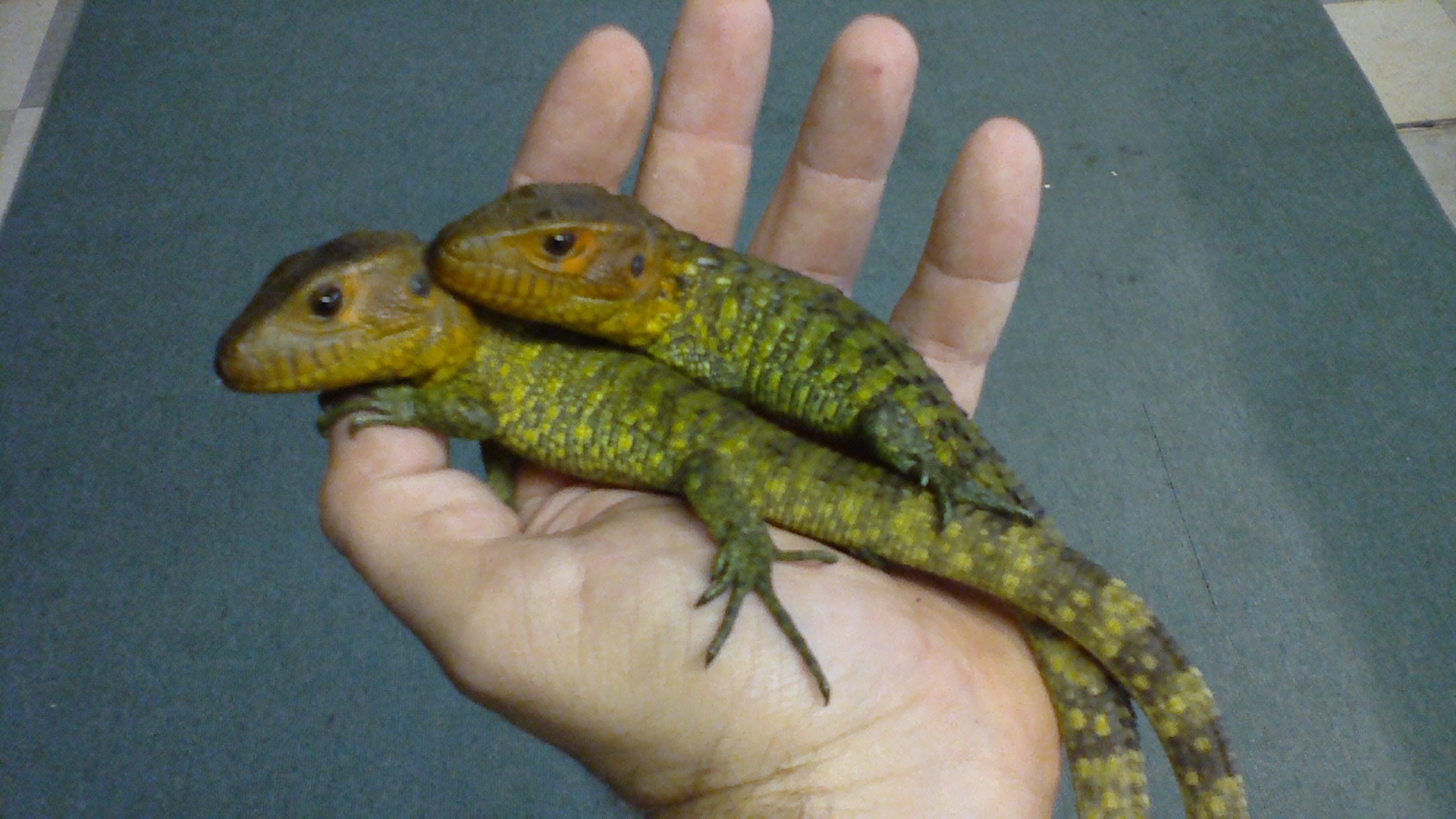 Baby Caiman Lizards