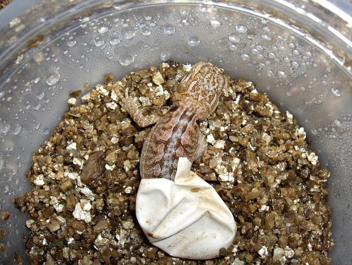 Baby Dragon Hatching