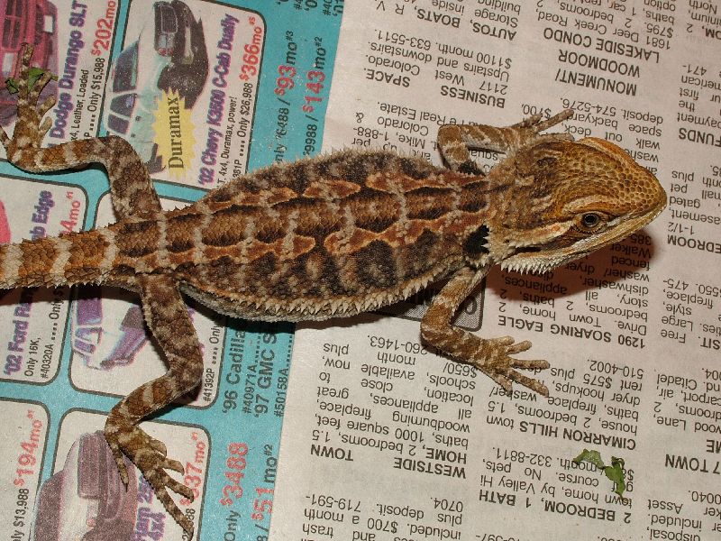 Baby Dragon