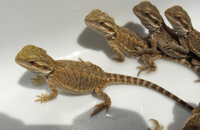 Baby Dragons
