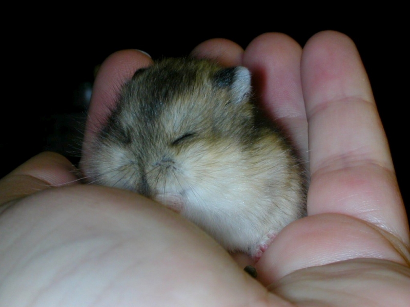 baby dwarf