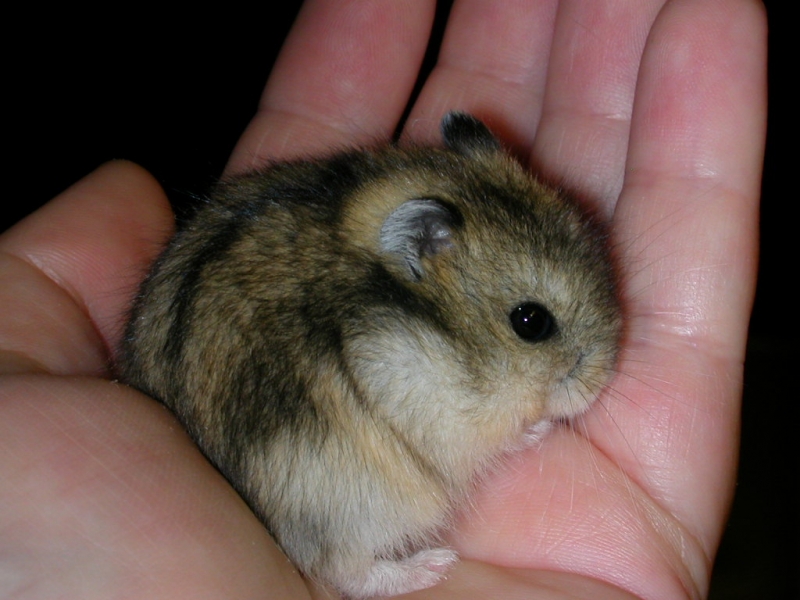 baby dwarf