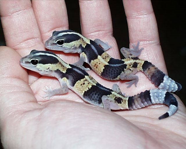 baby fat tails