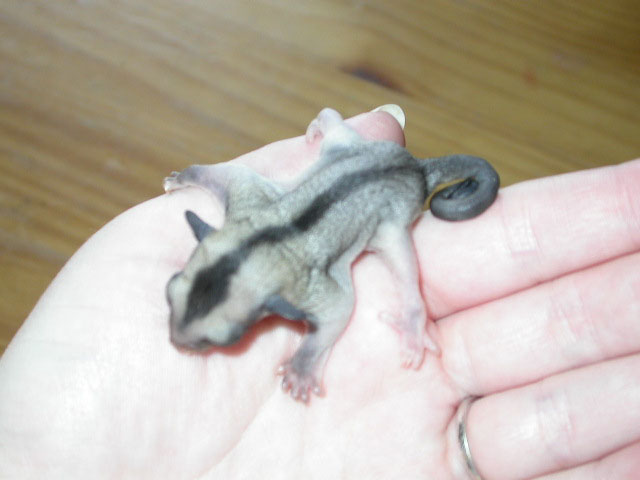 baby female suggie!
