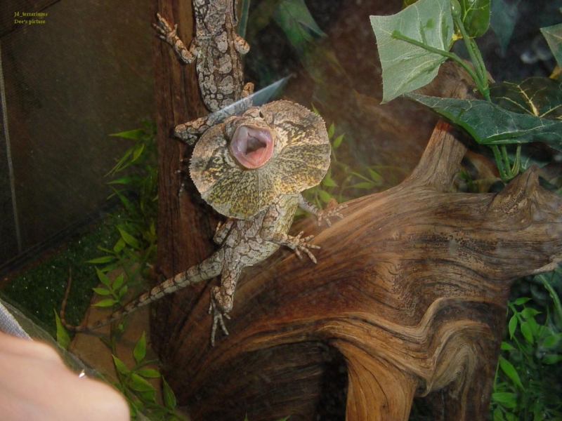 Baby frilled dragon
