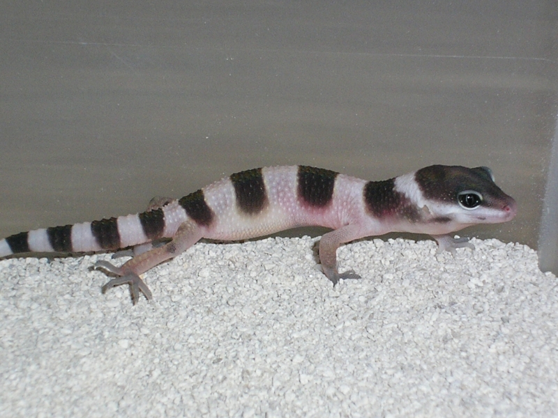 baby from Eublepharis macularius fasciolatus