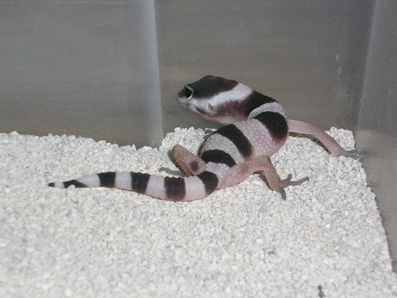 baby from Eublepharis macularius fasciolatus