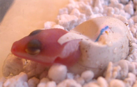 baby hatching