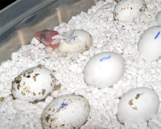 baby hatching