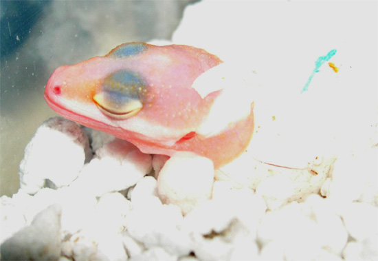 baby hatching