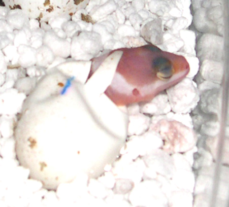 baby hatching