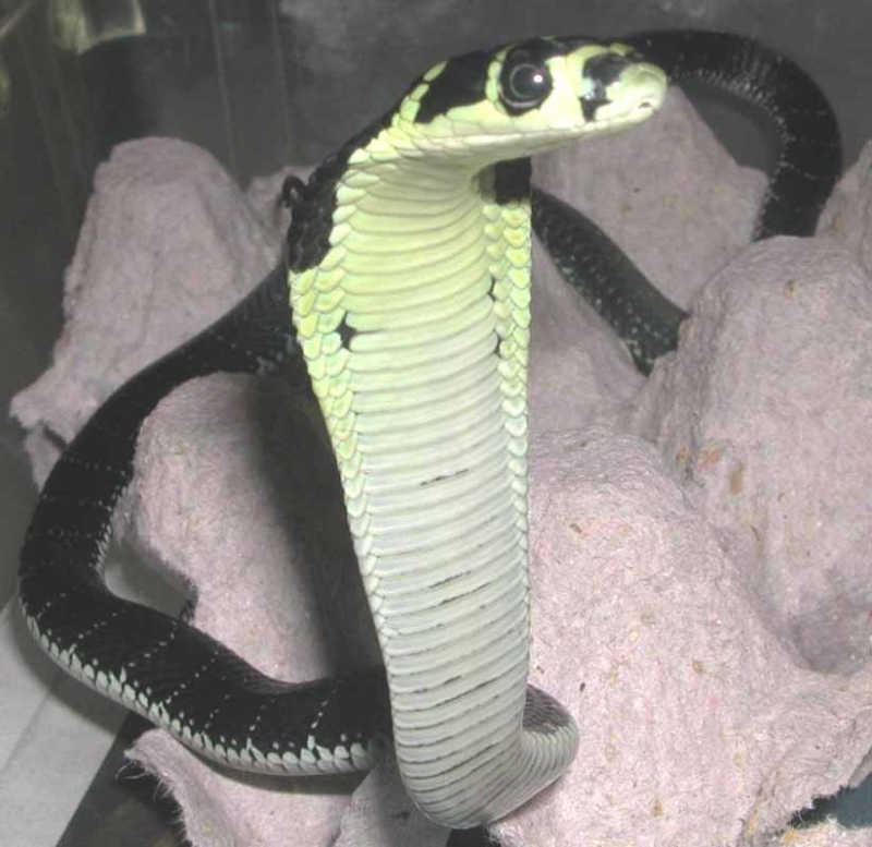 Baby Indo. King Cobra