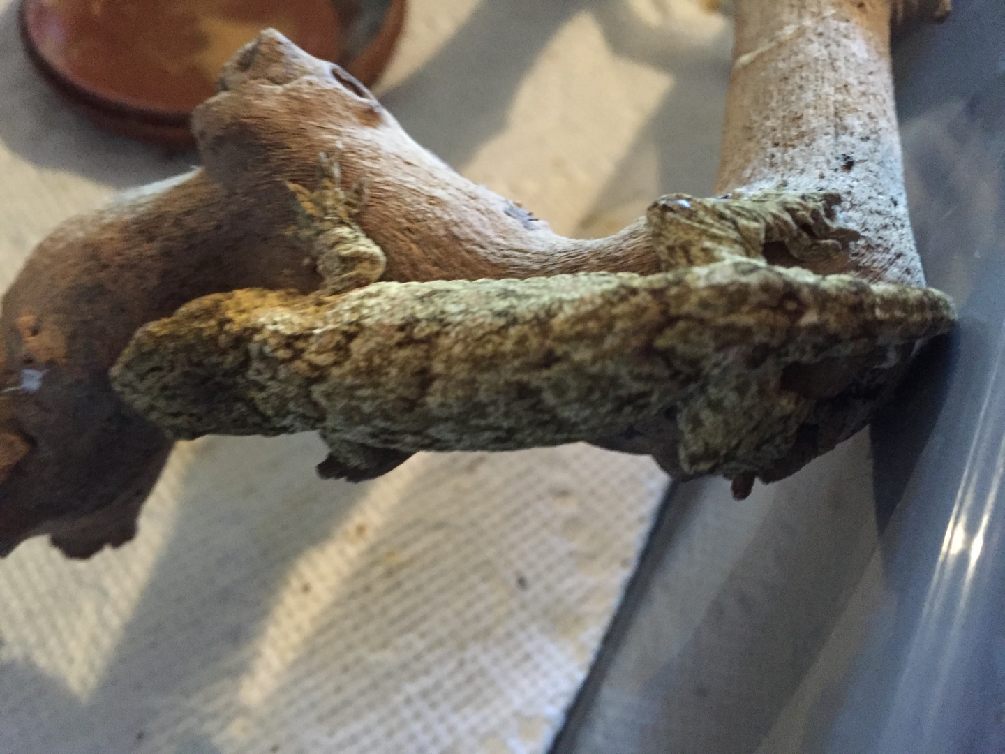 Baby leachie