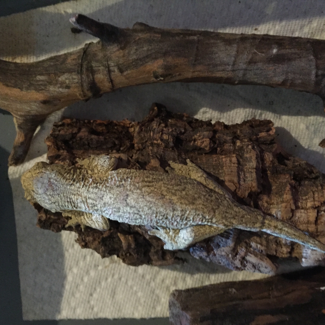 Baby leachie
