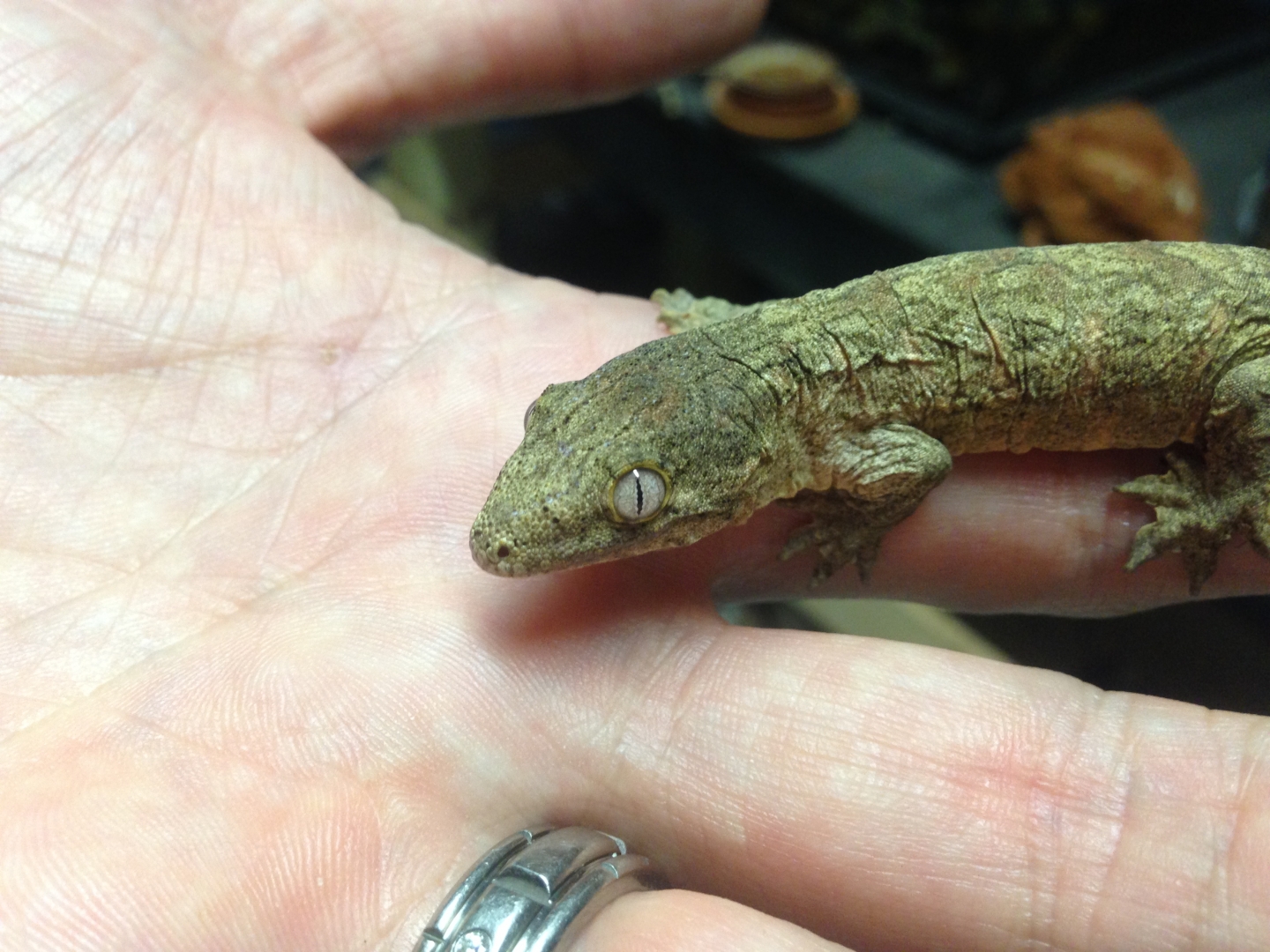 Baby Leachies