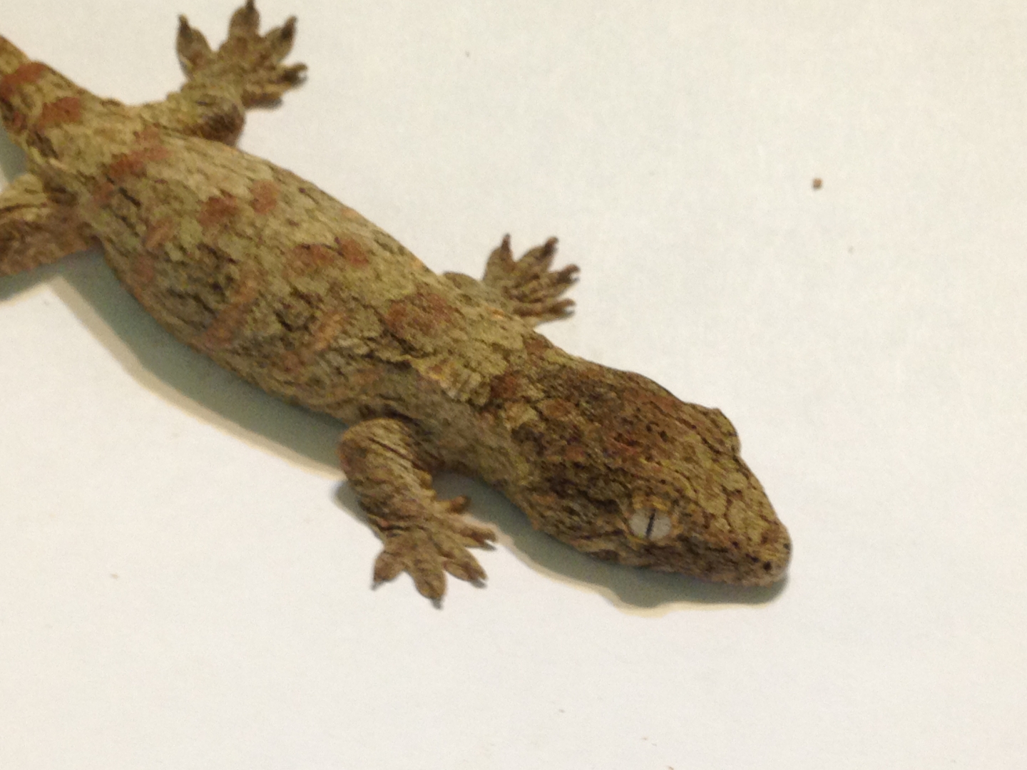 Baby Leachies