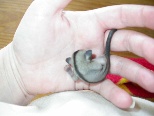 baby male suggie!