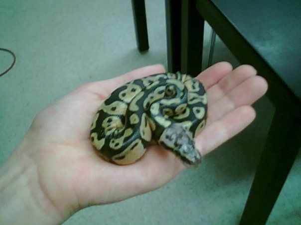 Baby Pastel