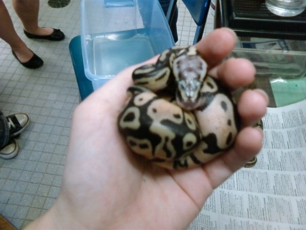 Baby Pastel