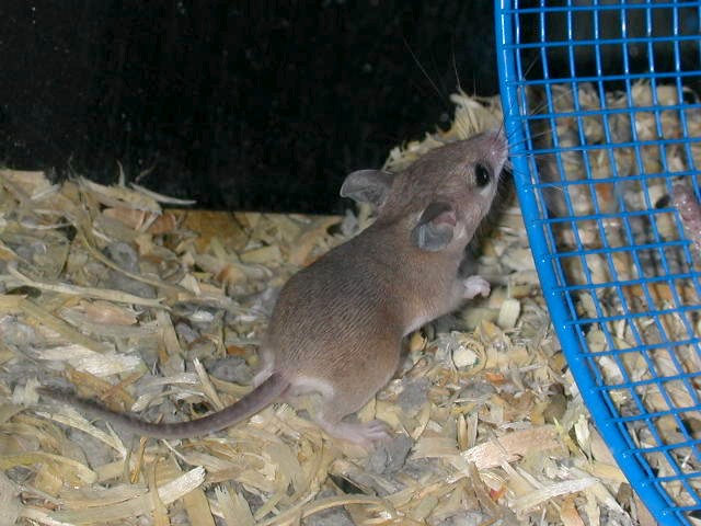 baby spiny mouse