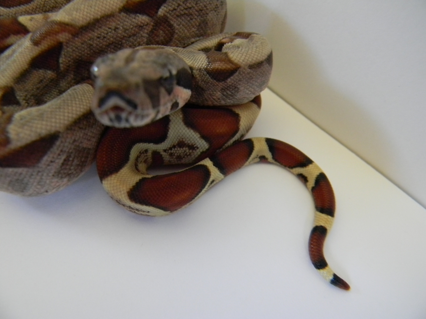 BABY SURINAM/sunglow's