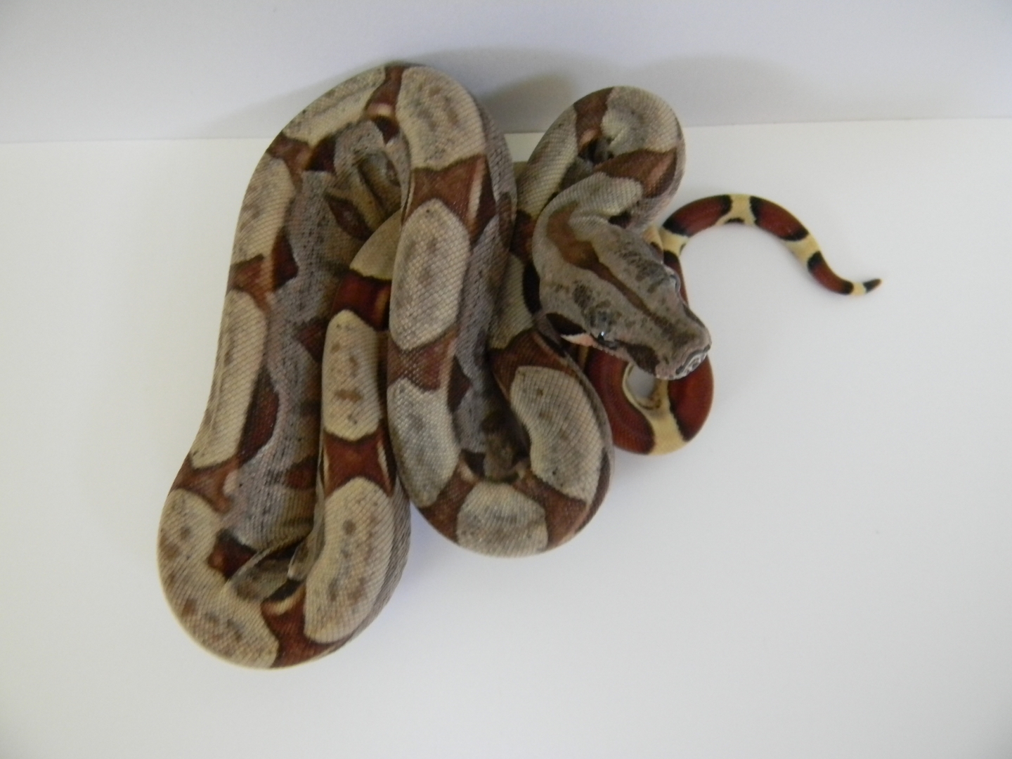 BABY SURINAM/sunglow's