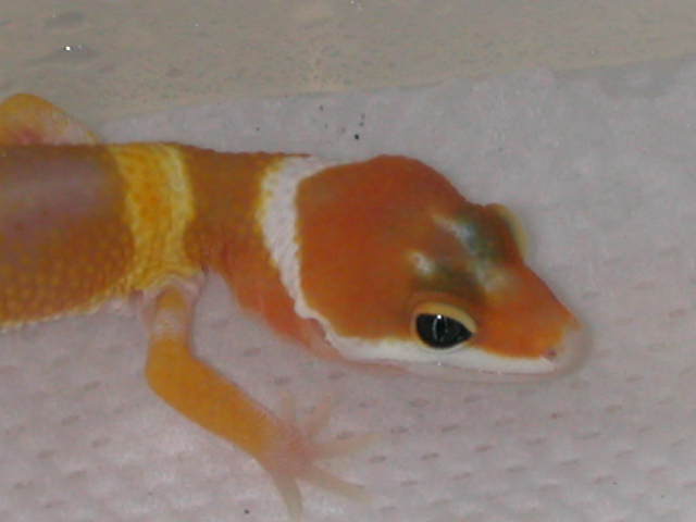 Baby Tangerine Carrot-tail