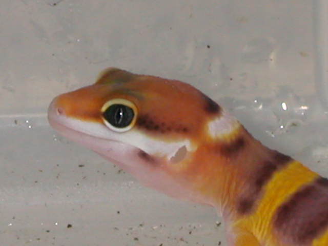 Baby Tangerine Carrot-tail
