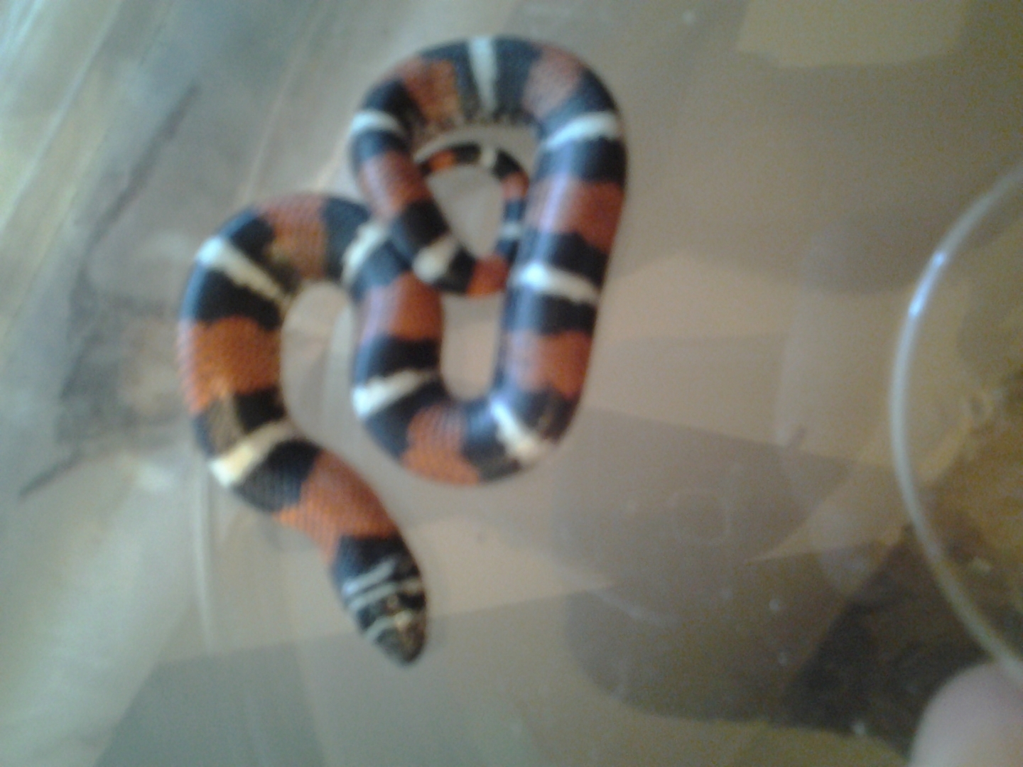 baby tri