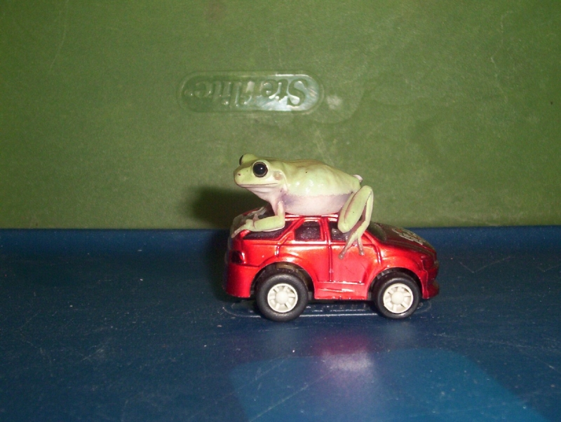Baby WTF on Car