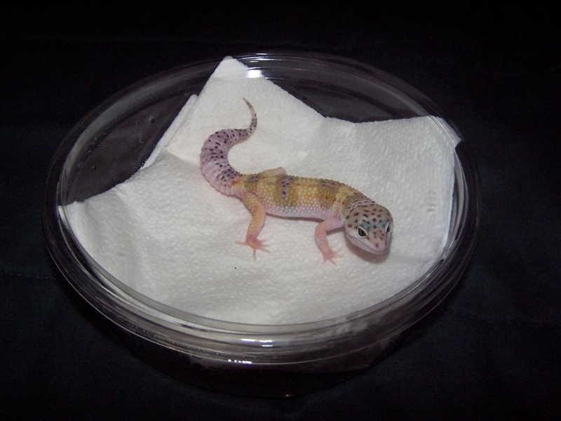 BABY1HYPO