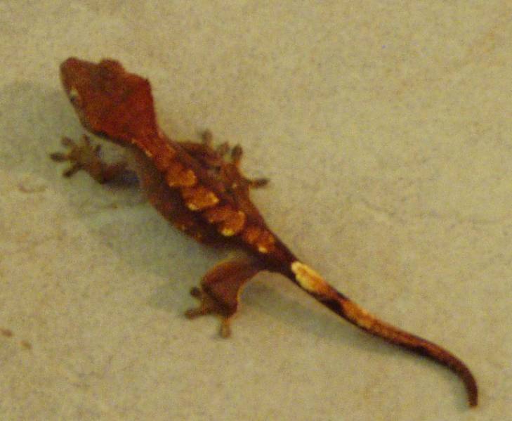 baby_rusted_harlequin2