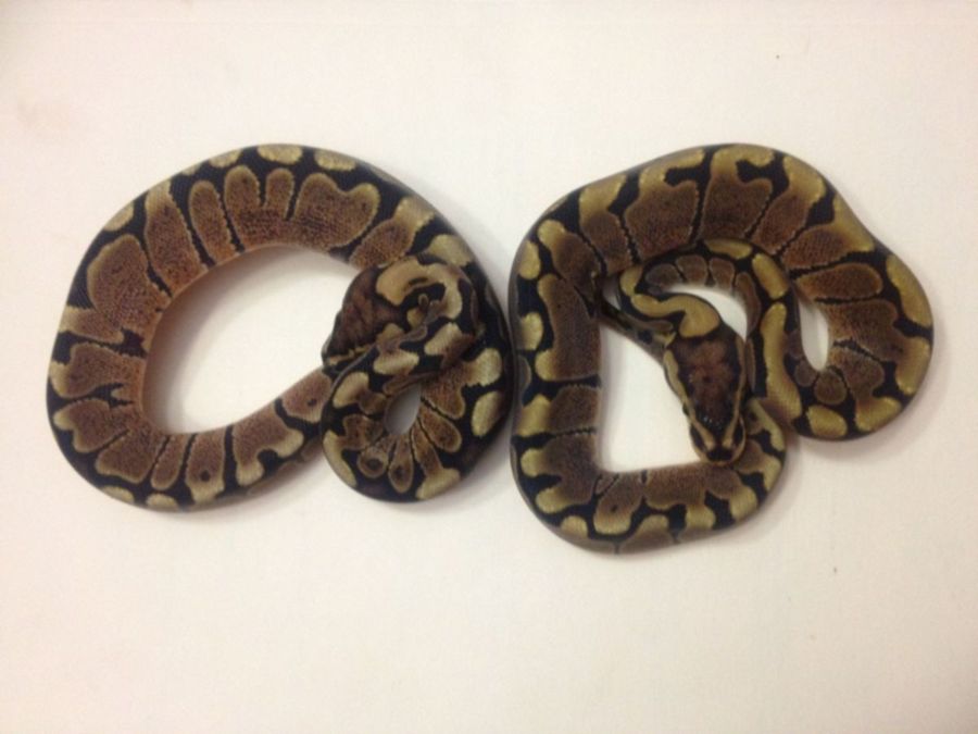 baby_womas1